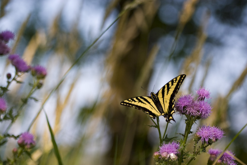 Swallowtail Butterfly